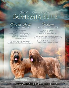 Briard plavý- štěňata, fenky - 10