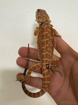 Red Agama bradatá - 10