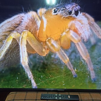 Thomson 4k 55 led lcd tv - 10