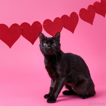 Drobučká mačička Zina - 10