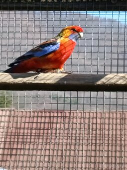 Rozely Adelaidské - 10