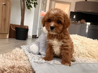 Roztomilé šteniatka Cavapoo - 10