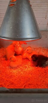 Indické bežce, indický bežec , kačka, kačky - 10