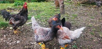 Rezervovane. Predám, vymenim indické Bojovnice - 10