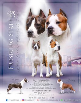 AMERICKÝ STAFORDSHIRSKY TERRIER - 10