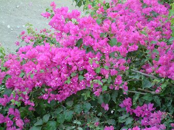 Bugenvilea (Bougainvillea) červená, fialová, cyklámenová - 10