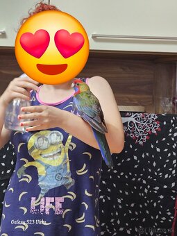 Samec rozela penant - 10