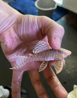 Pleco - 10