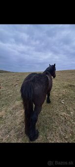 Predám ťažnú kobylu - 10
