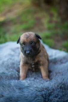 Belgický ovčiak Malinois - 10