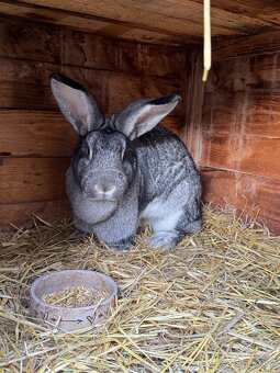 Cincila Veľká - 10