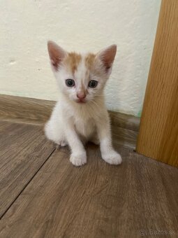 Kocúrikovia hľadajú nový domov - darujem🐾 - 10