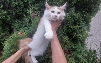 Mainska myvalia Mainne coon - 10