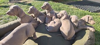 Weimarsky stavač - 10