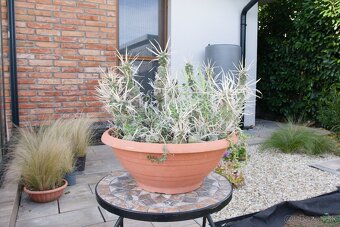 Predám kaktusy - 10