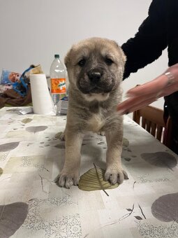 Stredoázijský ovčiak SAO - 10