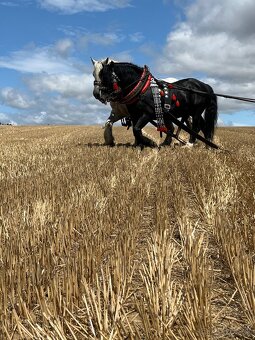 Pripúšťanie plemennými žrebcami - 10