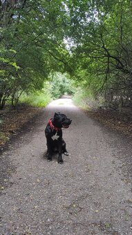 Cane corso - 10