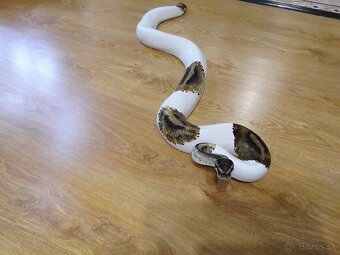 Python regius piebald - dve dospelé samice - 10