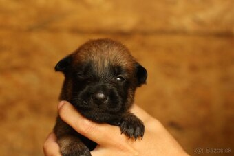 Belgicky ovčiak Malinois - 10