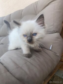 Ragdoll mačiatka bez PP - 10