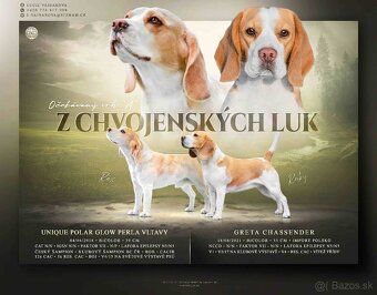 Beagle štěňátka s PP - 10