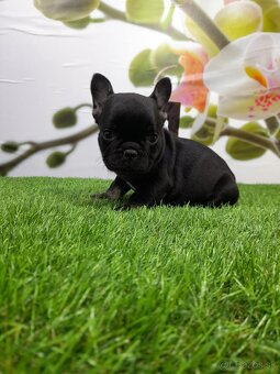 Francúzsky buldoček - 10