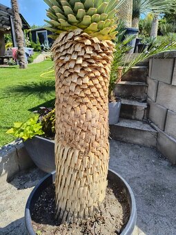 Sabal brazoriensis mrazuvzdornu palmu -16 - 10