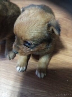 Predám 3 psoch - 10