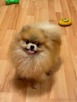 Pomeranian mini - 10