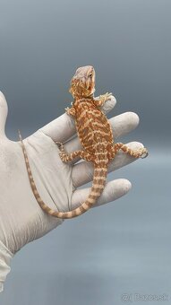Agama bradata / pogona vitticeps - 10