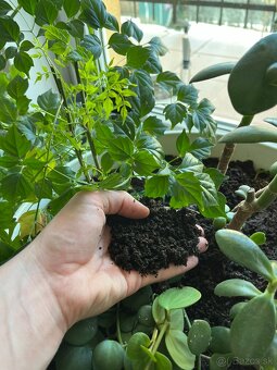 Vermikompost - 5L - 10