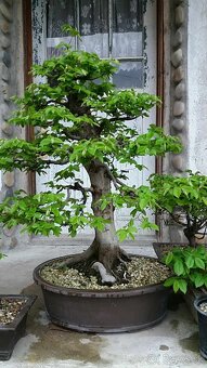 bonsai,bonsaj-hrab 2 - 10