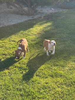 Americký stafordšírsky teriér - 10