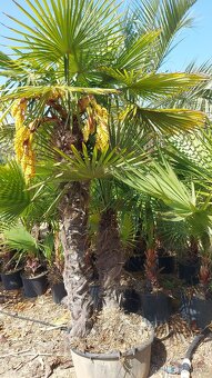 Palmy, cykasy,olivovníky - 10