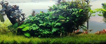 Akvarijné rastliny - 10