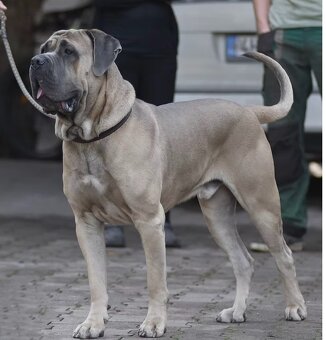 Cane Corso s PP - 10