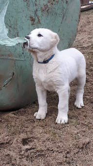 Stredoázijský ovčiak SAO s PP - 10