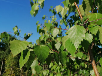 Okrasné parkové a lesné dreviny od pestovateľa - BEZ DPH - 10