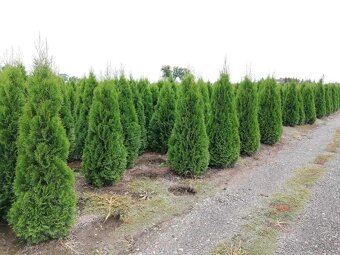 TUJE SMARAGD Premium-Poprad - 10