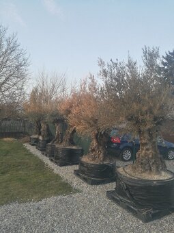 Olivovník bonsai - 10