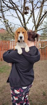 Beagle s PP - 10