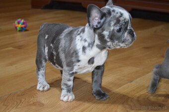 francuzsky buldocek - 10