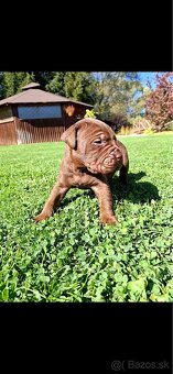 Bandog - 10