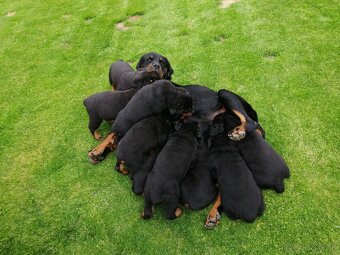 rottweiler, rotwailer, RTW, rotvajler, rotvailer - 10