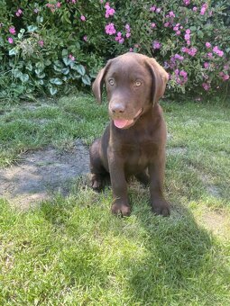 hnědé šteniatka labrador a – pripravené na odber - 10