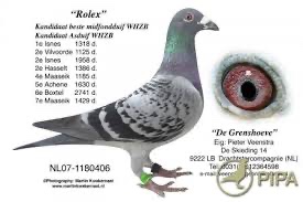 Poštove holuby - 10