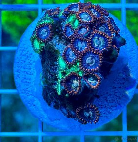 Morske Koraly - aktuálna ponúka - 10