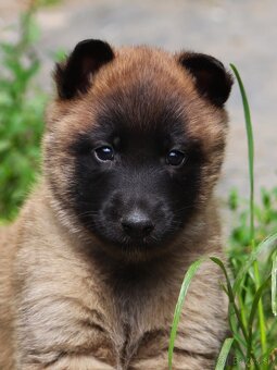 Belgický ovčiak - Malinois s PP, iba sučky - 10