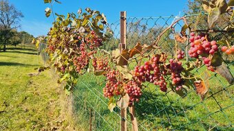 RODINNÝ DOM NA PREDAJ - 10